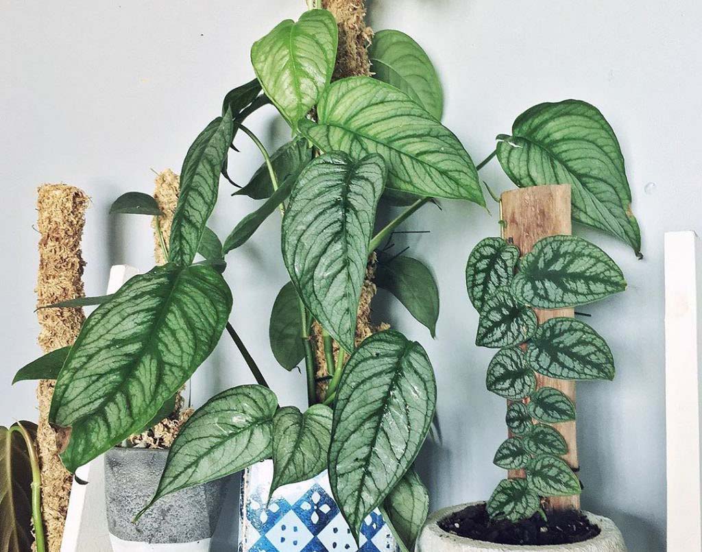 Monstera Siltepecana: Care Tips for a Thriving Plant Monstera Siltepecana: Care Tips for a Thriving Plant