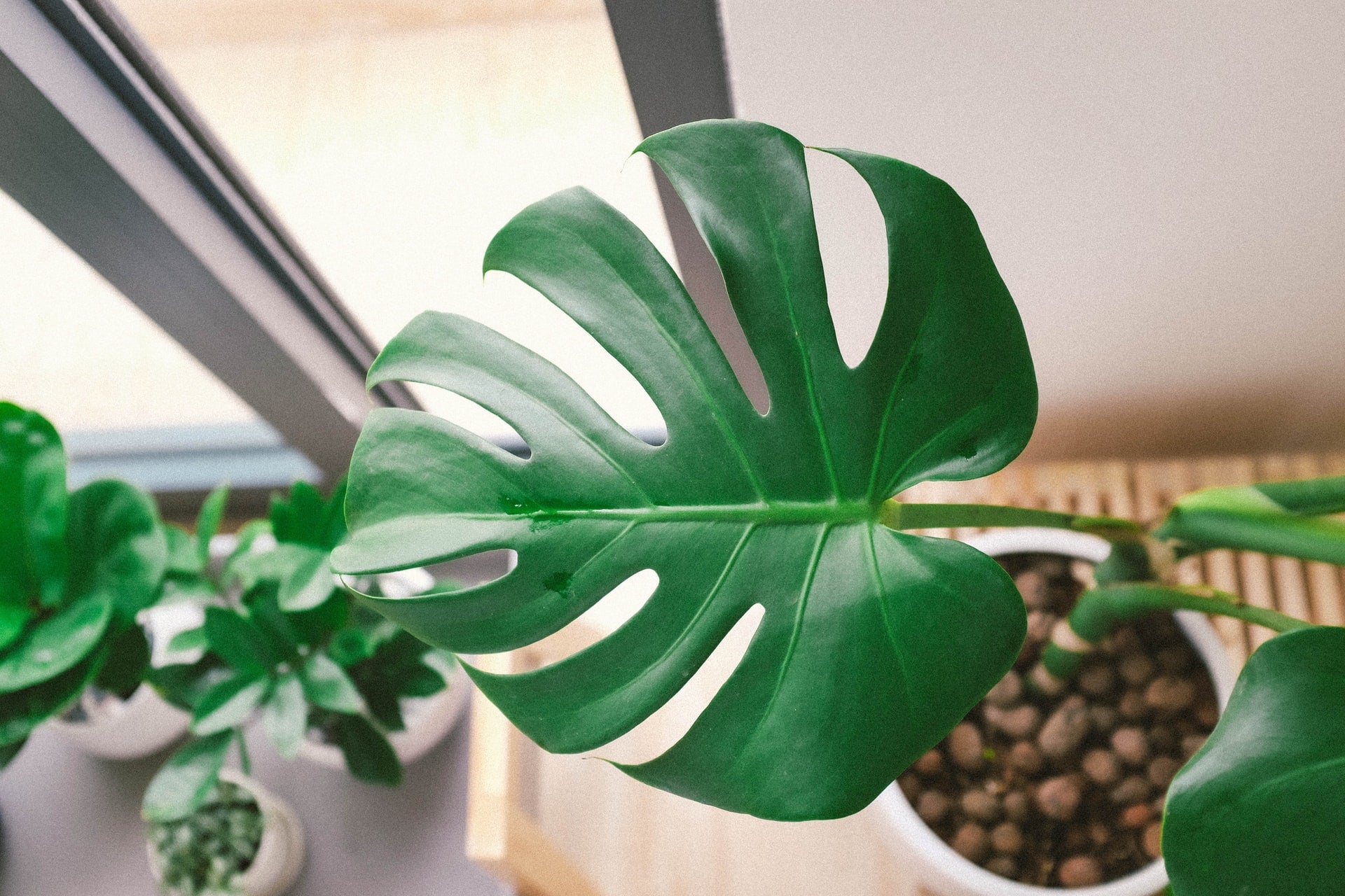 Monstera Starting to Split: How to Encourage Healthy Leaf Splits