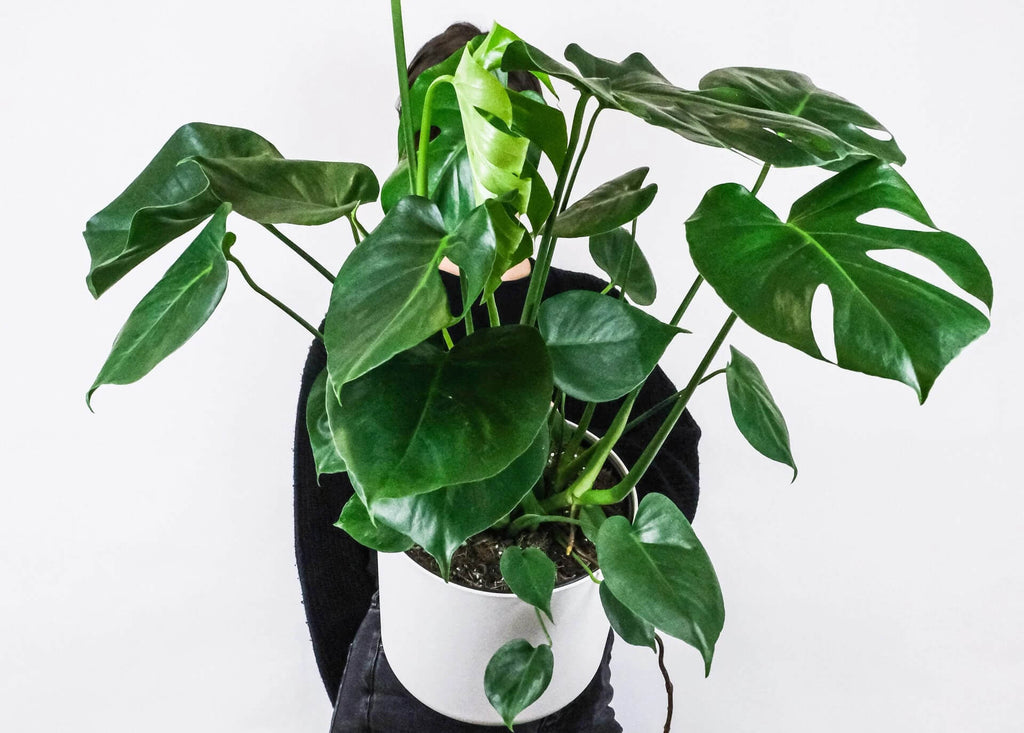 Wild Interiors — Monstera Care and How to Get Holey Leaves