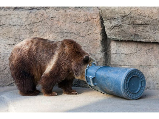 Bear in not animal proof trash can