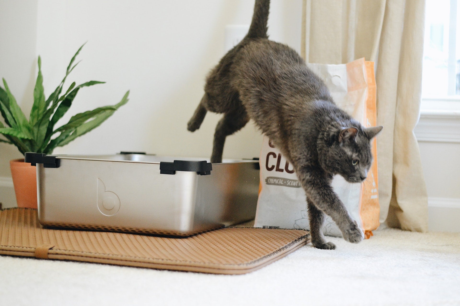 Can you compost cat litter? Lomi