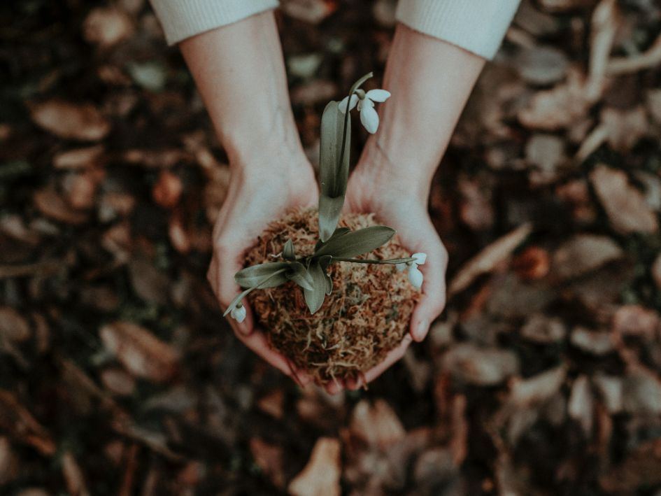 Compost Shredder: How to Use, Types, Benefits & More – Lomi