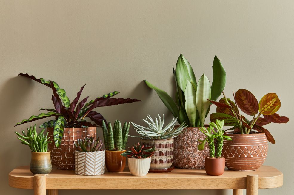 What are the Easiest Small Plants to Grow Indoors?