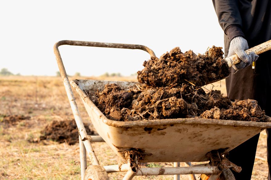Compost vs Manure: Which is Better for Your Garden? – Lomi