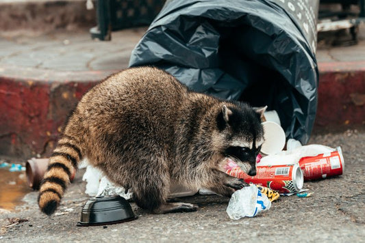 a raccoon digging in a trash can