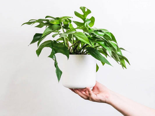 A hand holding a white pot of monstera