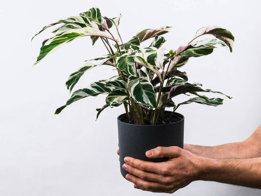 Person holding a black pot of calathea white fusion plant