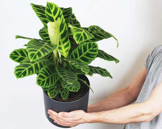 Man holding a pot of Calathea zebrina