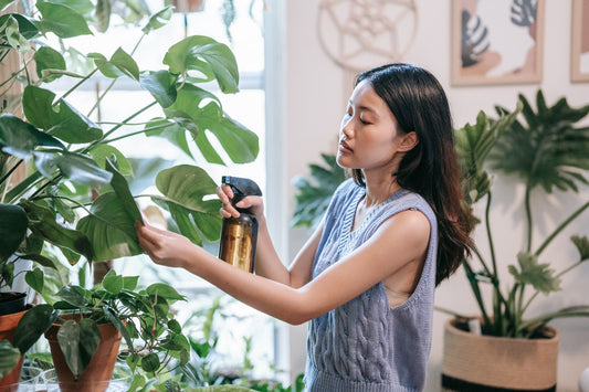 Woman spraying water to monstera plant