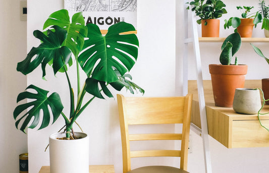 White potted Monstera placed on top of a table beside a wooden chair