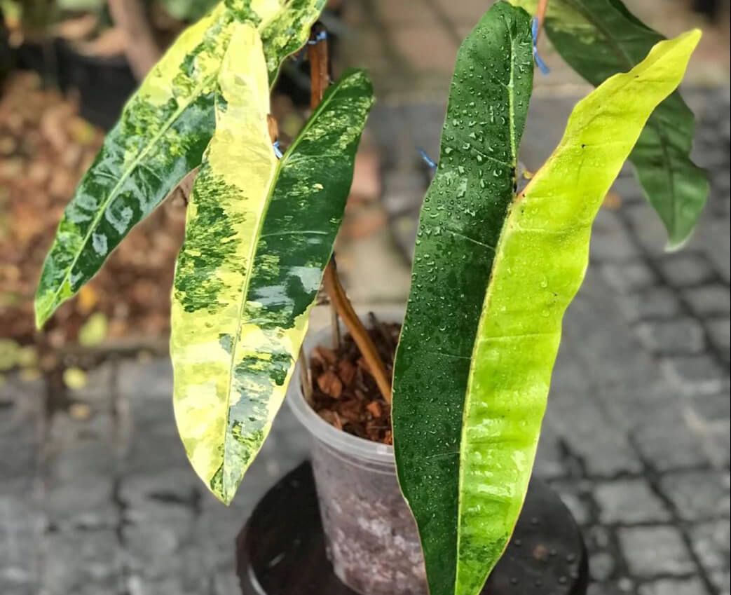 Variegated Philodendron Billietiae: How to Properly Grow & Care For It   Lomi