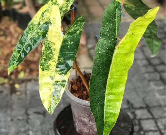 Variegated philodendron billietiae on a plastic pot