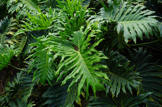 Philodendron Bipinnatifidum green leaves