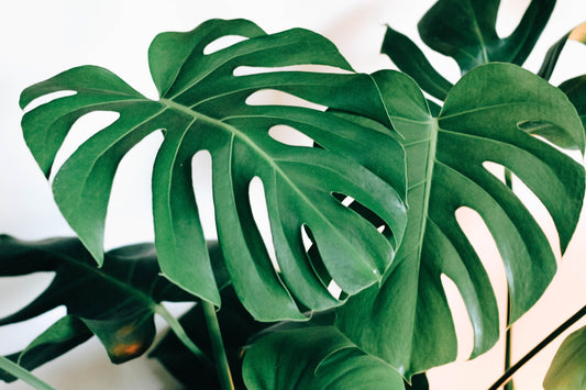How to Care for Your Philodendron Monstera