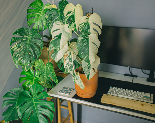 How to Care for Your Thai Constellation Monstera
