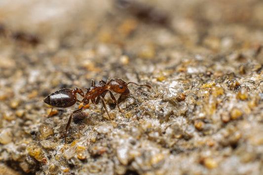 Red ant in compost soil