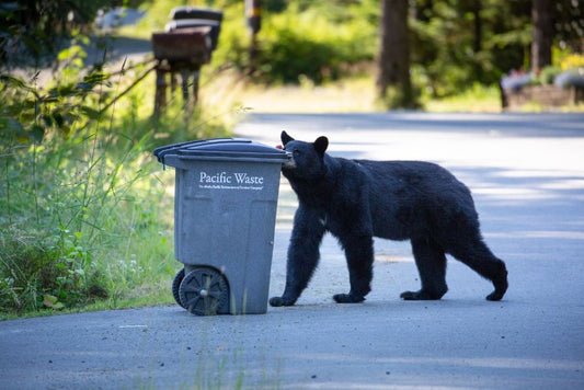 A black bear dragging a compost bin