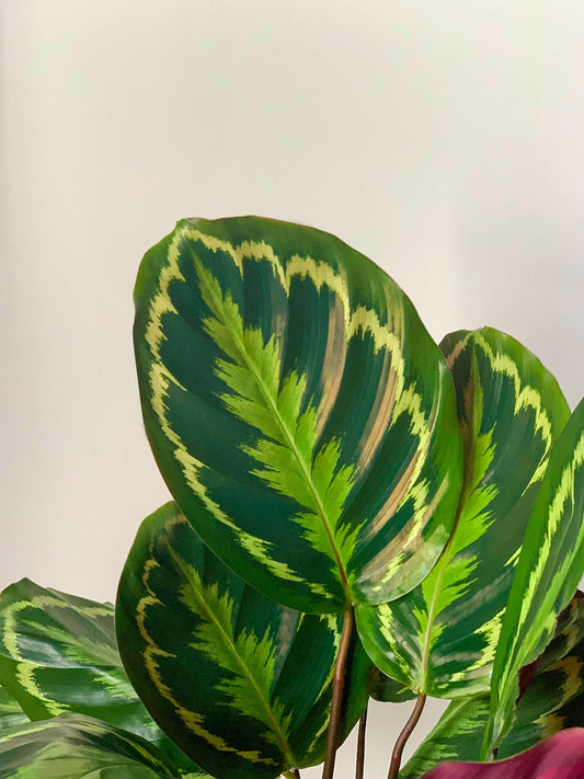 How to Care for Calathea 'Medallion'