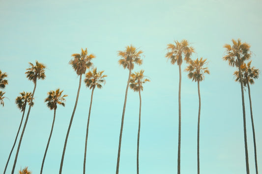 Several tall palm trees in santa monica california