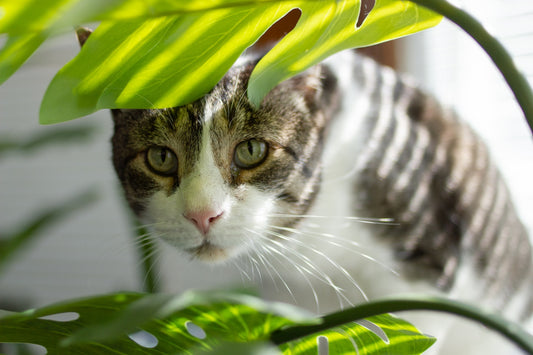 Cat hiding in plants