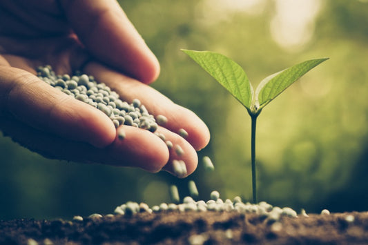 A hand pouring synthetic fertilizer onto a sprouting plant