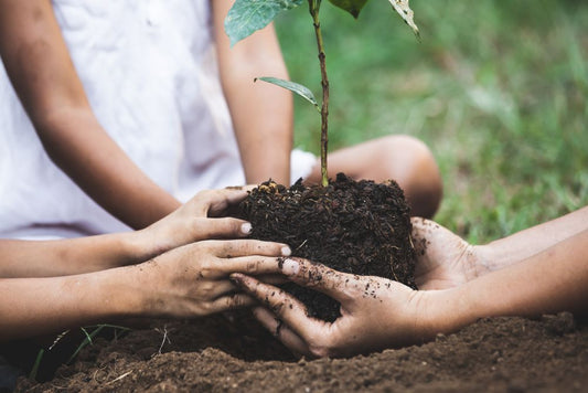 Handing holding a plant with soil