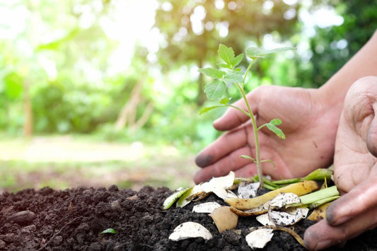Hands planting a flower using eggshells as a compost alternative