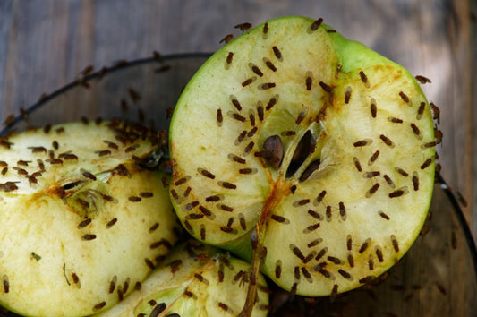 Apple slices covered in flies