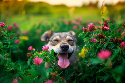 dog in a fertilized flower garden