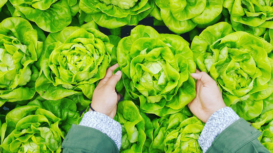 Person harvesting fresh green lettuce