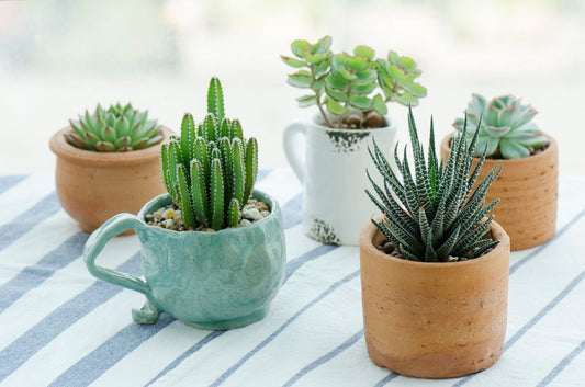 Cute pots with indoor succulent plants