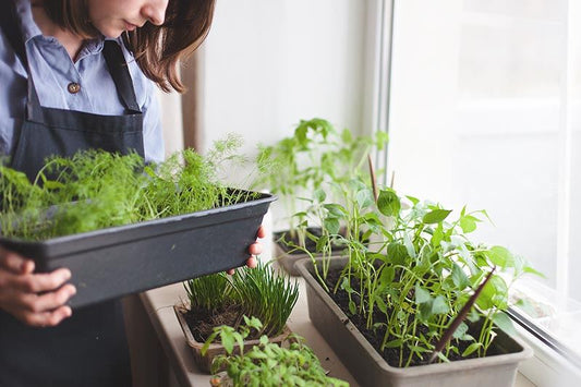 Woman holding seedlings in trays indoors