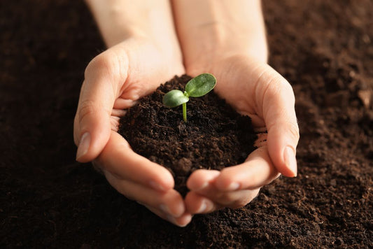 Hand holding a plant sprout in soil