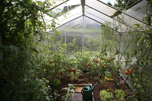 Inside hobby greenhouse full of tomato plants