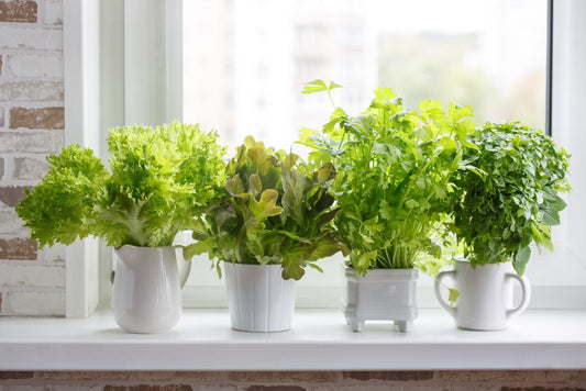 herbs in pots near a sunny window