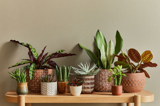 different indoor plants in pots on a table