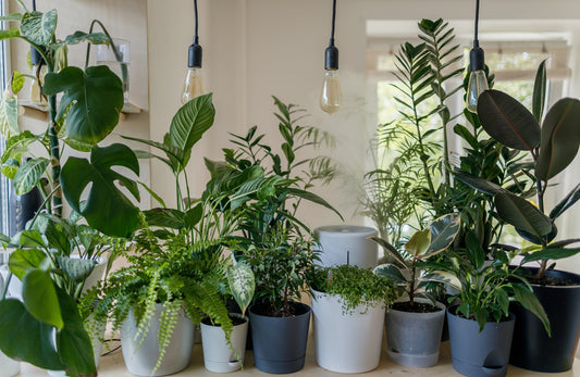 Horizontally aligned indoor plants