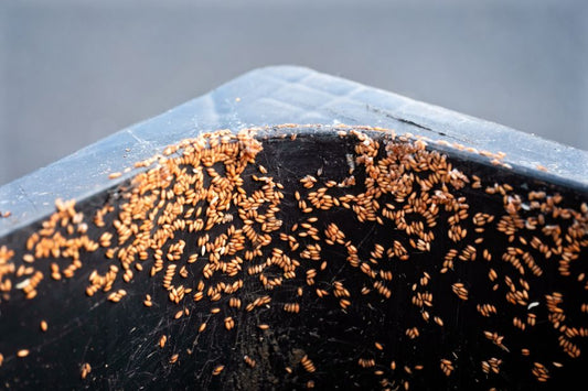 Photo of black soldier fly larvae