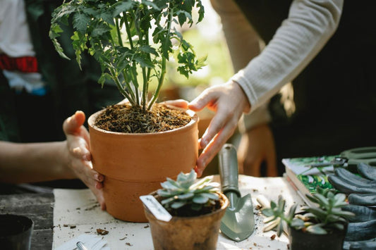 two hands holding a fertilized plant pot