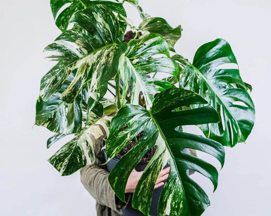 man holding a variegated monstera