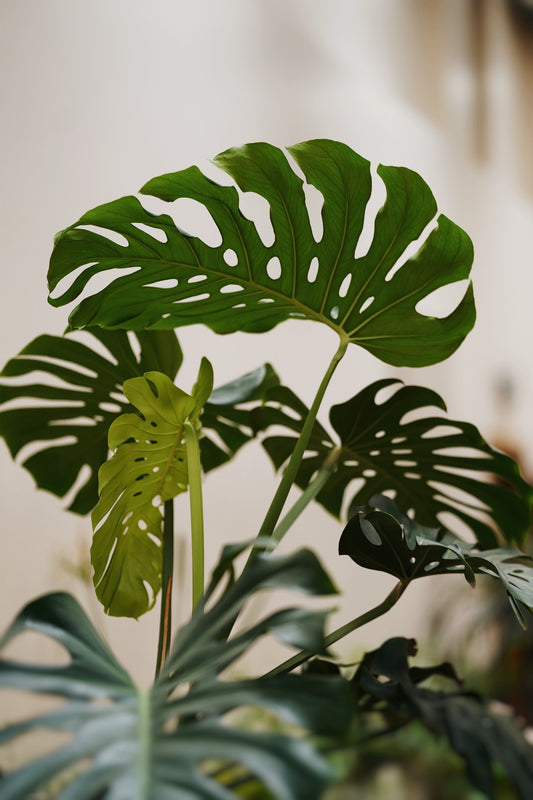 How to Stop Your Monstera Leaves From Turning Yellow