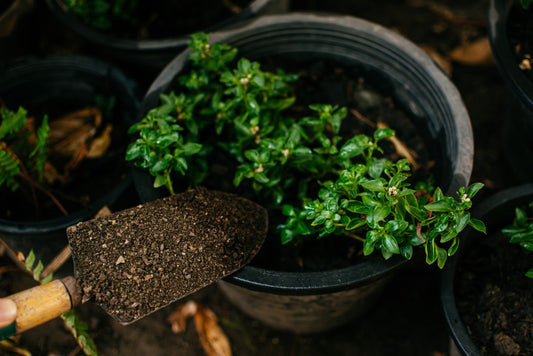 person holding fertilizer with a plant growing