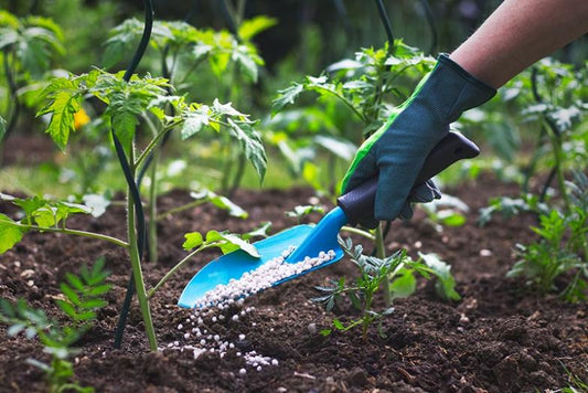 A gloved hand sprinkling fertilizer in a garden