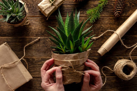 a plant wrapped up as a gift