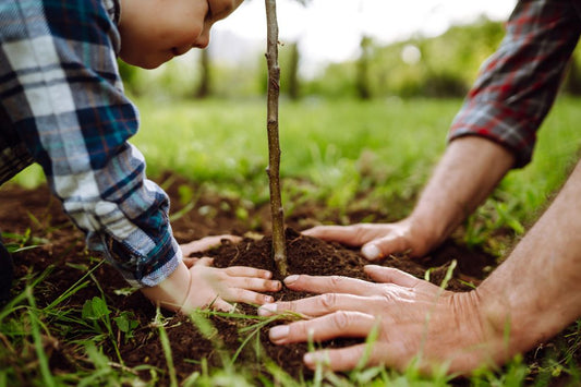 How Can Planting Trees Help to Reduce Climate Change?