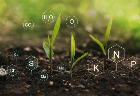 Chemical symbols over a garden with small plants emerging