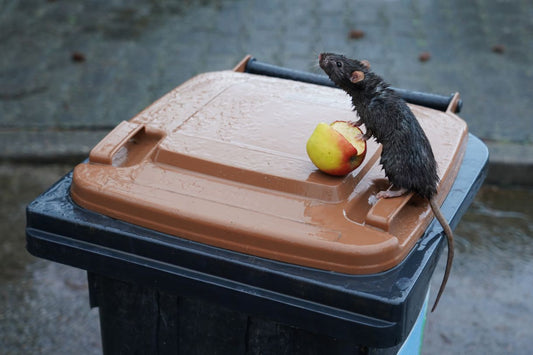 Small rat looks over top of compost bin