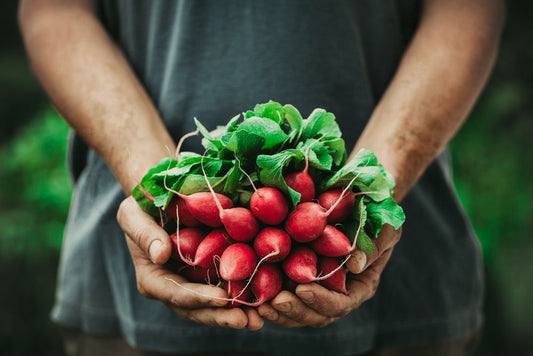 A person with handful of radishes